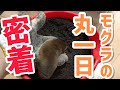 【１日ルーティン】うちのモグラはこういうふうにして過ごしています。