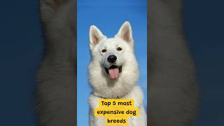 Top 5 most expensive dog breeds