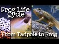 The Fascinating Journey of a Frog from Egg to Adult