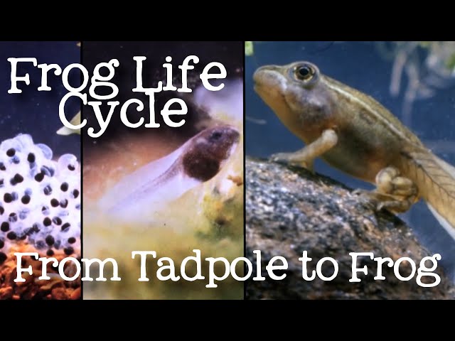The Life Cycle of a Frog: Metamorphosis from Tadpole to Frog for