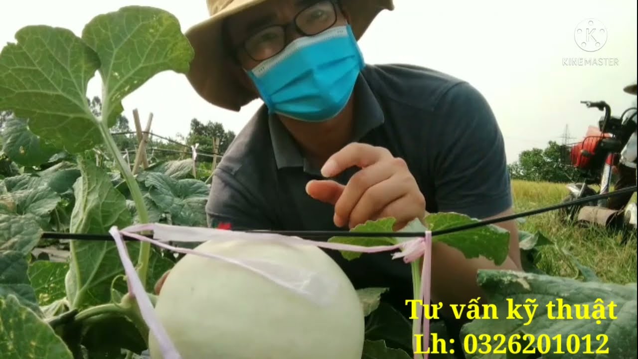 Một số cách làm dàn dưa lê, dưa lưới ngoài Trời