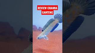 Ganteng review channa nya dong，channa Blue Pulchra mantap viral tiktok #channa #ikan #shorts #virall