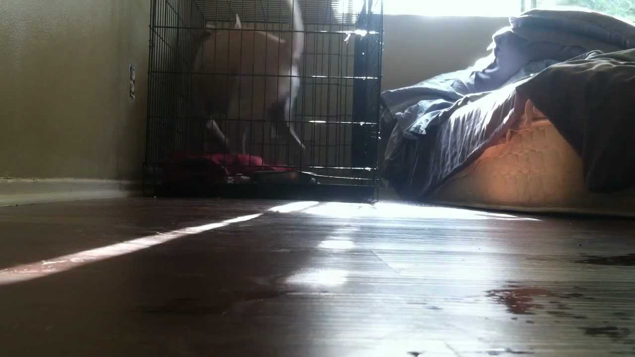 Dog with separation anxiety escapes cage YouTube