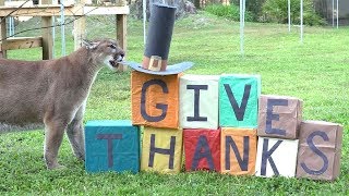 Thanksgiving FUN with Big Cats