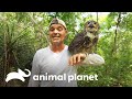 Frank comparte en México con el búho más grande del mundo | Wild Frank en México | Animal Planet