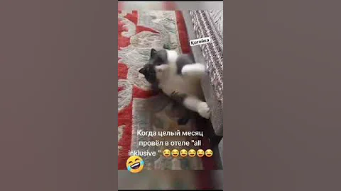 Video 9881931: animals adorable cats catlover, cats dogs funny animals