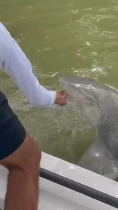 Shocking Shark Attack: Fisherman Dragged Into Everglades After Bite