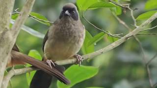 1051226香港公園黑臉噪鶥