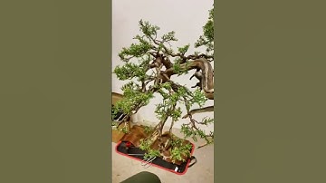 Sabina Juniper getting in shape together with Carlos van der Vaart