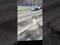 Gta5 stuff