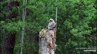 Great Gray owlets fledge within a day of each other. Safe travels! June 5/6, 2025 (Explore.org)