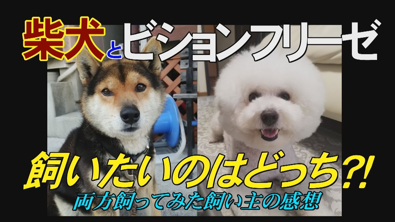 柴犬とビションフリーゼ 飼いやすいのはどっち Youtube 柴犬とビションフリーゼ 飼いやすいのはどっち Youtube