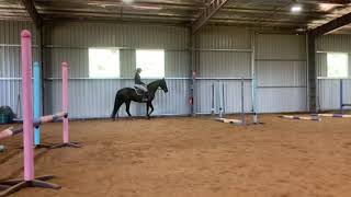 Monty Flatwork Schooling
