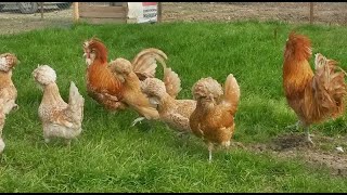 Karlik Koxin Ve Portağal Fizan Cuceleri