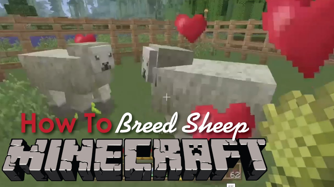How to Breed Sheep in Minecraft - YouTube