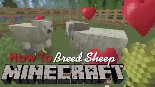 How to Breed Sheep in Minecraft