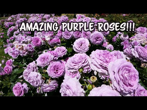 Video: Violetinė žalia rožė: nuotrauka ir aprašymas