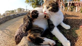 夕方、キジシロ猫と三毛猫が公園の花壇でお散歩する