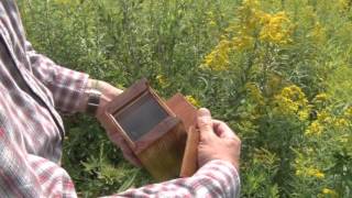 Bee Hunting - Capturing Honey Bees