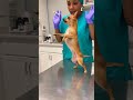 #comedyshorts #funny #pets #petshorts #dogreaction