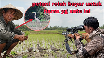 Petani rela bayar untuk hama yang satu ini ‼️ berburu terkukur pemakan benih padi petani 