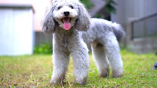 🐶雨が降ってるけど、どうしてもお庭で遊びたい犬が愛おしい。【トイプードル】