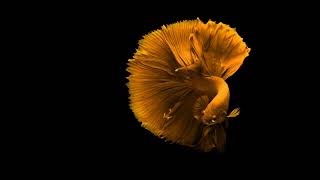 Orange Wednesday Embers Cloud Dance Background Relax Chill Study music