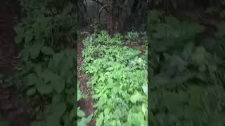 #वाइल्डलाइफ #wildnature #wildlife #track #tracking #जंगल #love #naturesounds #wild
