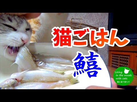 【猫ごはん】高級魚”鱚”を旅のお土産で猫達にプレゼントしたら…【見る咀嚼音】