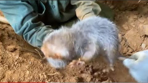 Em chú đi trải nghiệm đào dúi trúng đậm hai hang 3 con dúi khủng |Rừng núi Bắc Kạn