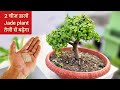 2 चीज डालो Jade plant जल्दी बढ़ेगा, Grow jade bonsai faster, Jade plant care