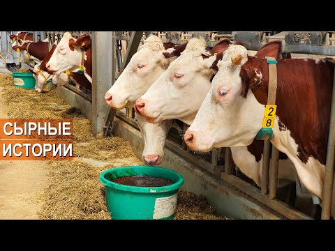 Молочные коровы Монбельярд и производство сыра. Кооператив Сырные Истории.