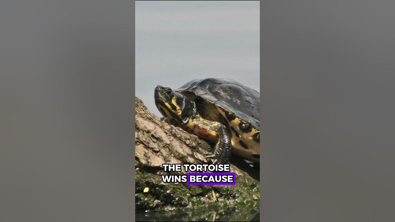 Why Slow Success Wins: The Tortoise’s Secret to Beating the Hare! Why Slow Success Wins: The Tortoise’s Secret to Beating the Hare!
