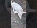 山羊の山学校のアイドル、サンちゃんは脱走の常習犯の巻 #山羊の山学校#やぎのやま学校の歌 #沖縄ゆんたく放送