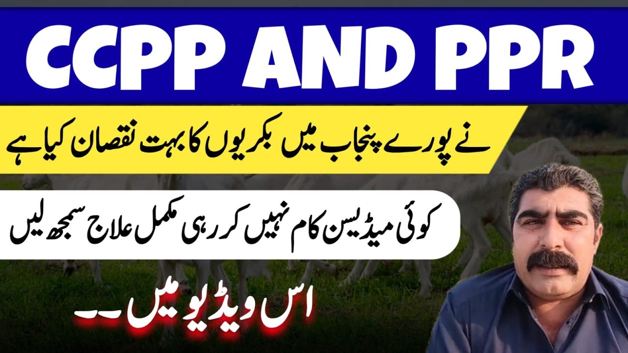 Treatment of PPR and CCPP in goats 