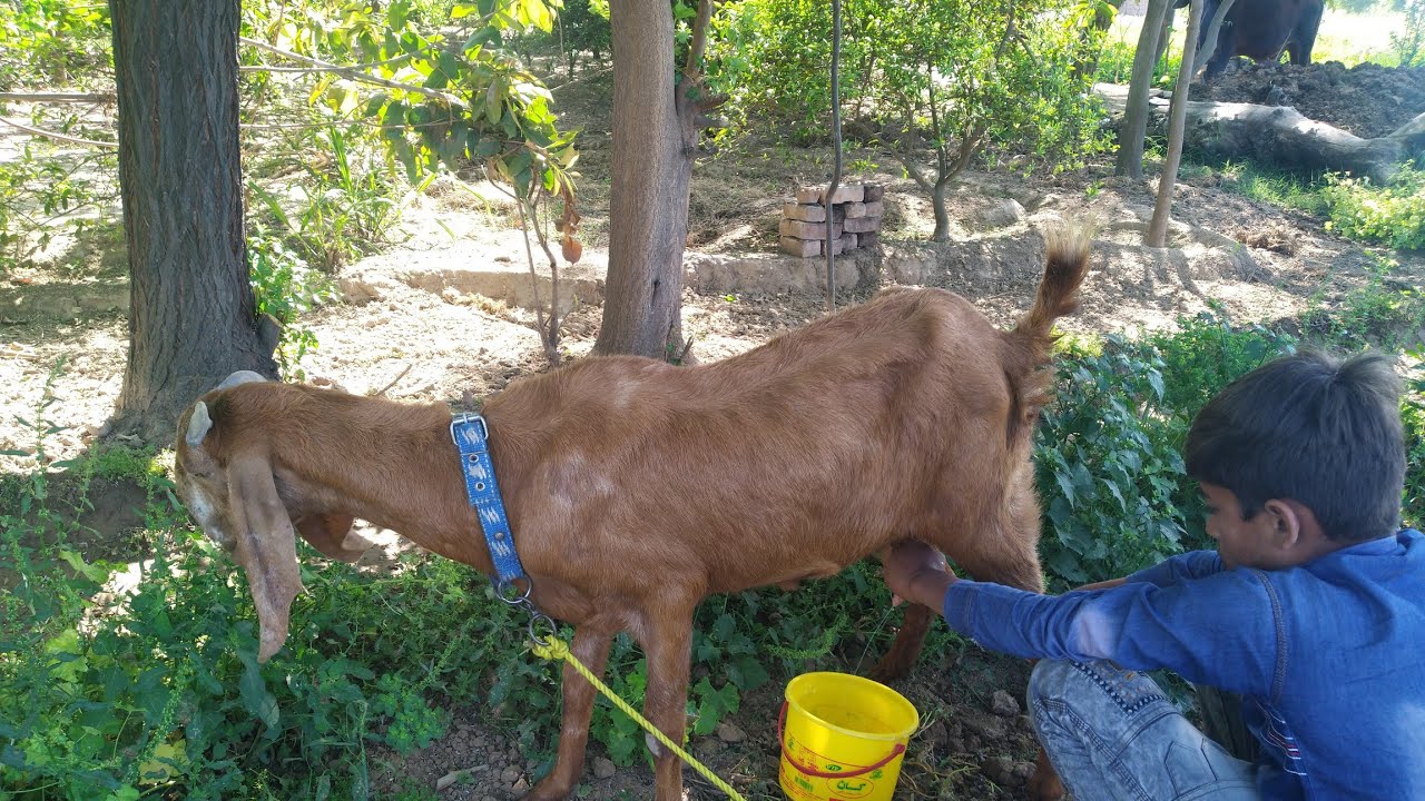 Special goat milking by hands /village Routine with Arham /Pak ...