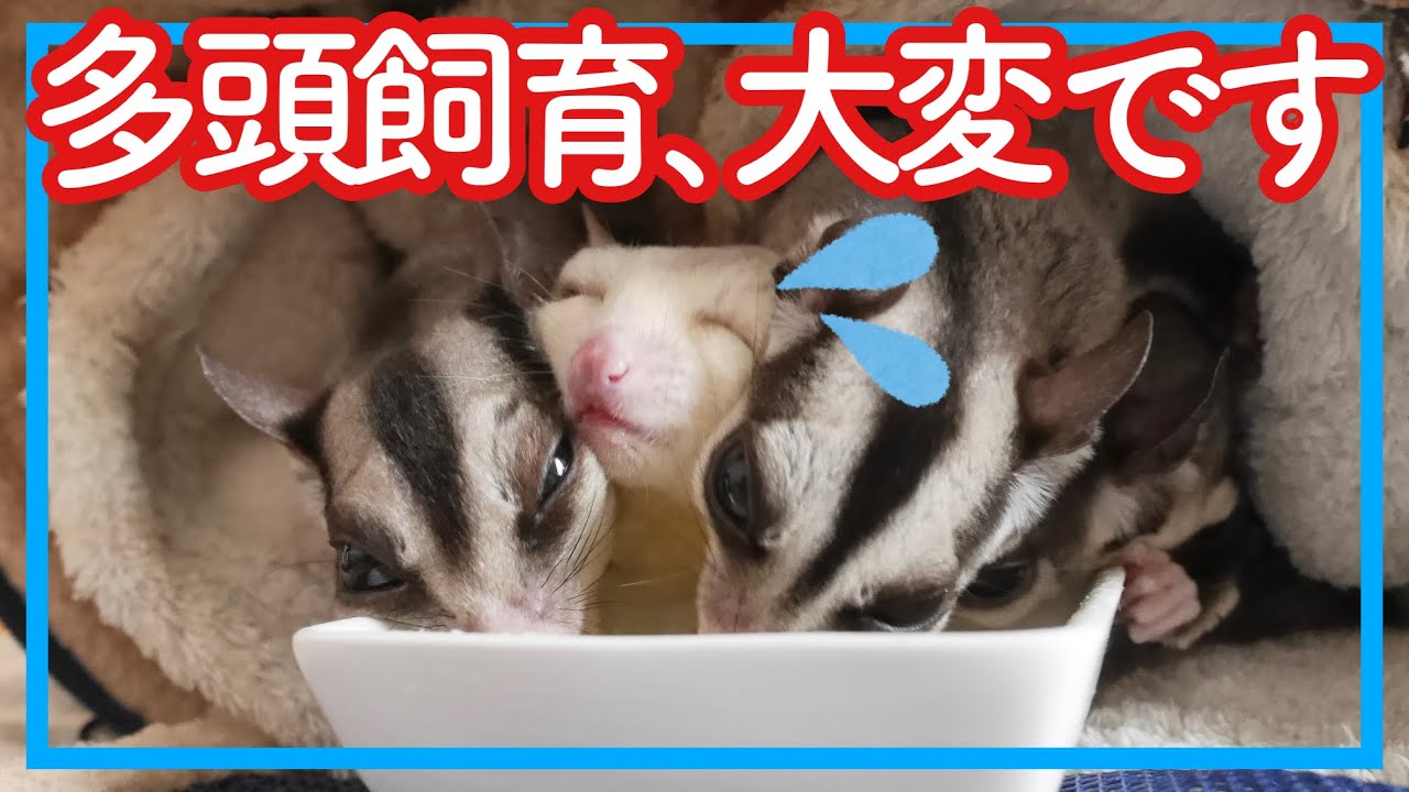フクロモモンガ】多頭飼いの注意点｜こんな人には向いていないかも 