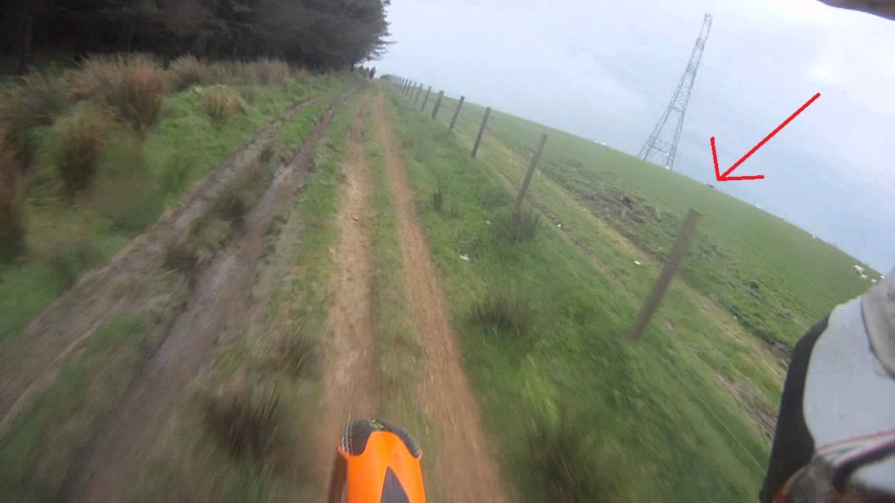 suicidal deer runs into fence