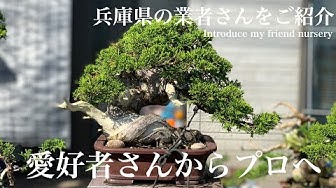 盆栽 Youtube 盆栽 Youtube