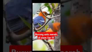 Download Lagu Burung anis merah meloloh anaknya di alam liar #burungkicaudialamliar #birds #burung MP3