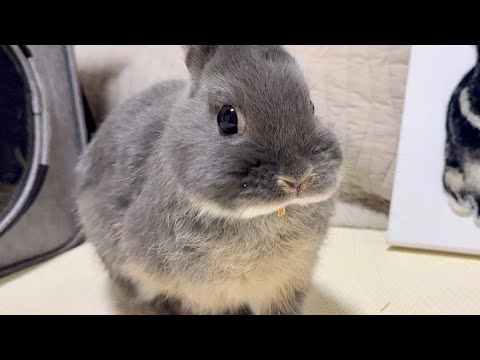 うさぎの凛が帰ってきました【No.933】 - YouTube