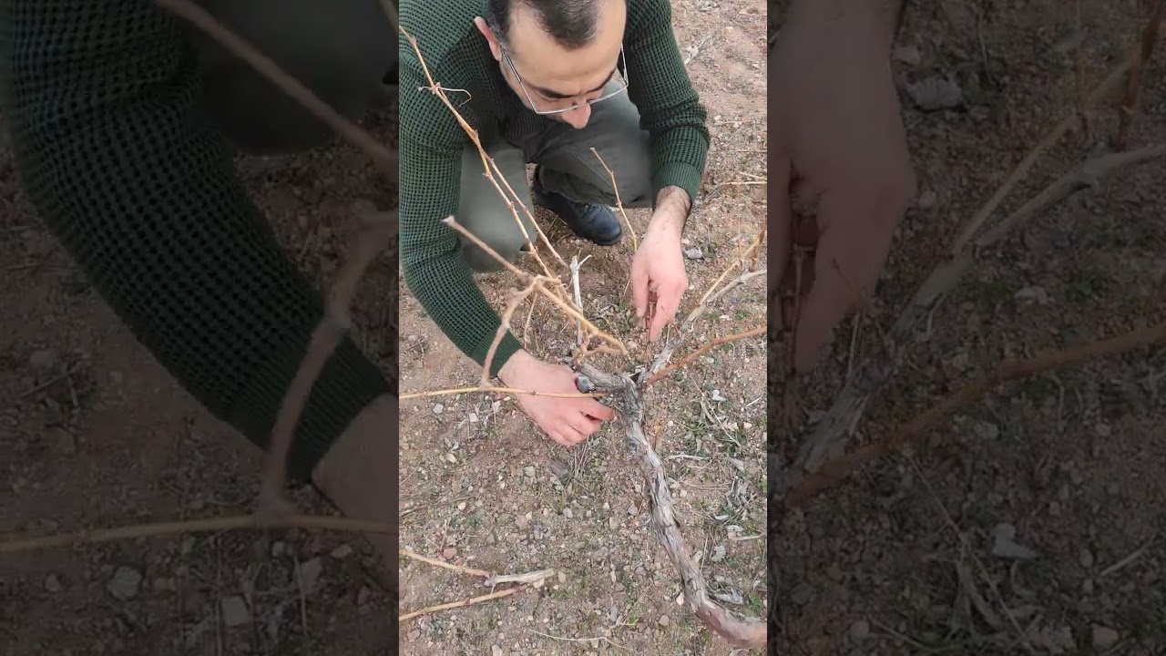 Nevşehir Avanos Göynük köyünde bag budama zamanı saygılar...