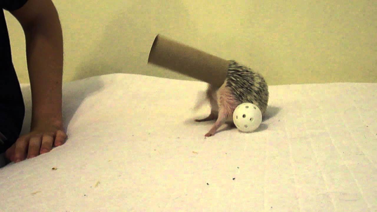 Hedgehog Playing With Toilet Paper Roll