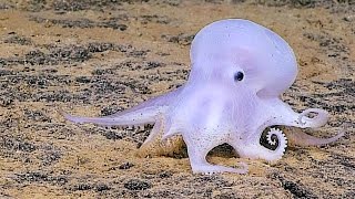 Meet The Cute New Ghost Octopus. by Animalist 69,869 views 8 years ago 31 seconds