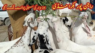 letest update Rajapur bakra mandi | 25k ka bakra