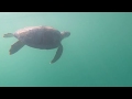 Green Sea Turtle Makes Incredible Recovery