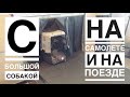 ПЕРЕЛЁТ С БОЛЬШОЙ СОБАКОЙ НА САМОЛЁТЕ | С БОЛЬШОЙ СОБАКОЙ НА ПОЕЗДЕ | 4K