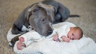 Pit Bull Protects Baby Compilation NEW