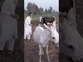 جحا وابنه والحمار ضحك فلاحين مووووت ومقالب فلاحين