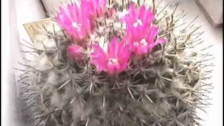 Mammillaria saetigera(full version)